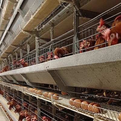 China Poultry Farming Equipment China Manufacture Ready To Lay Chicken Cage With 4 Rows And 30 Rooms Automacting Water Feeding Systems for sale