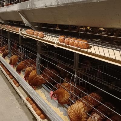 China Poultry Agriculture Equipment H Type Automatic Layer Cage System Animal Husbandry Equipment Poultry Cage Equipment For 50000 Layers for sale