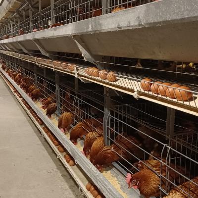 China Battery H Type Animal Husbandry Equipment Poultry Agriculture Equipment Poultry Layer Chicken Cage Animal Cages for sale