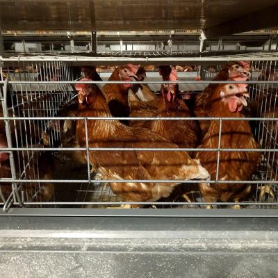 China Chicken Farm Layers Egg Production Poultry Battery Cages Full Automatic Bird Cage H Type for sale