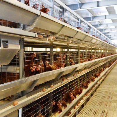 China Poultry Agriculture Equipment H Type Automatic Layer Cage System Animal Husbandry Equipment Animal Husbandry Equipment for sale