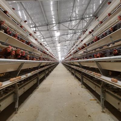 China HEMEI Full Automatic Automated One View Layer Chicken Farming Cage Equipment Egg Production Battery Cages for sale