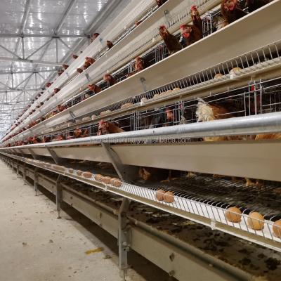 China Full Automatic HEMEI Automated One Layer Cage Equipment Egg Production Battery Type Cages for sale