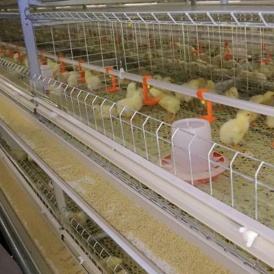 China Modern Automatic Full Automatic Broiler Chickens And Layers 4 Row H Agriculture Type Breeding Cages Suppliers For 500 Chickens for sale