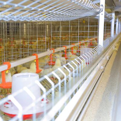 China Full Automatic Design 4 Tiers H Frame Poultry Broiler Cage Floor Chicken Broiler Battery Cages Modern Automatic System 300 Chicken for sale