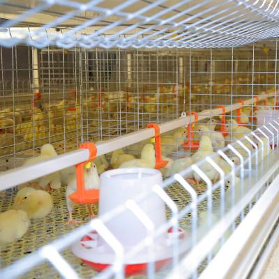 China Full Automatic 4 Rows H Type Broiler Poultry Broiler Battery Cages System Automatic Chicken H Type Rearing for sale