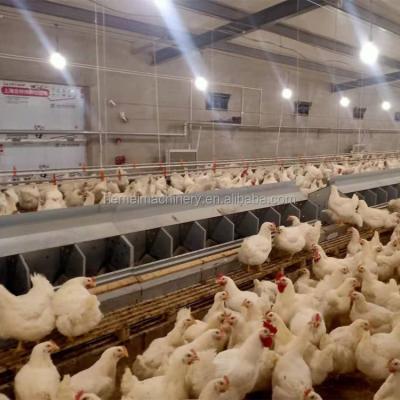 China HEMEI Automatic Broiler Breeder Breeding Equipment Automatic Nest System Chain Feeding Line Type for sale