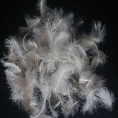 China Eco - Friendly Pillow Filling Material Goose Down Feathers Wholesale for sale