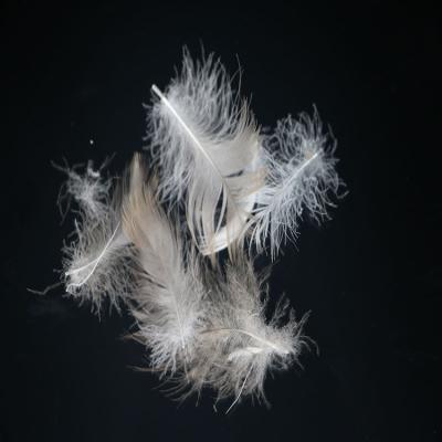 China Factory Wholesale 5% Eco-friendly Washable Gray Goose Down Feather for sale