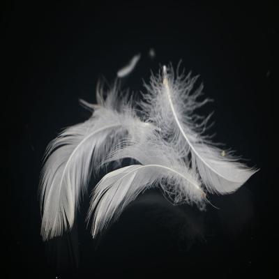 China Eco-Friendly best price Washed 2~4cm white Duck Feather for textiles for sale