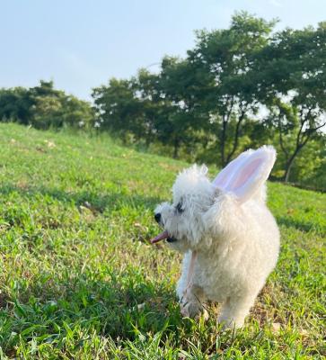 China Small Dog Ears Rabbit Hat Dog Cat Headgear Bunny Cat Dog Costume Cute Viable Headwear Pets Costume Accessories for sale