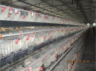 China High Quality Steel Chicken Chicken Cage For Layers Use For 12 Years for sale