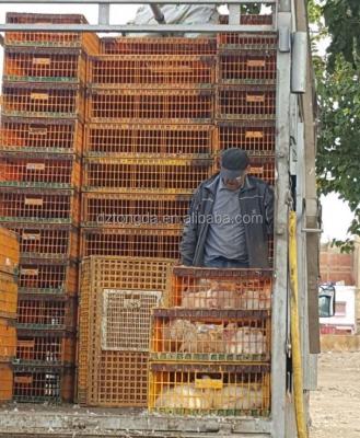 China Poultry Transport Best Price Chick Transport Cage Chicken Transport Crates For Live Poultry for sale