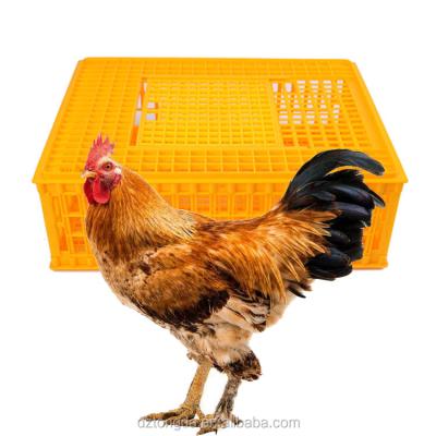 China High Quality Plastic Farms Live Chicken Crate Poultry Transport Box Cage With PP Or PE for sale