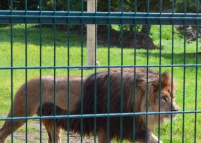 China Nicht verrosten schweißte Stahldraht-Mesh Zoo Animal Enclosure Wire-Masche 10m-30m zu verkaufen