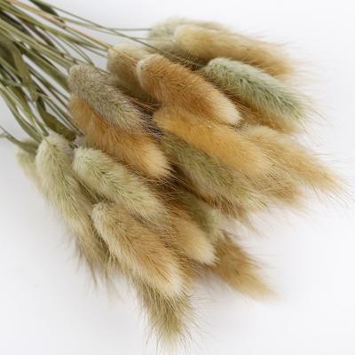 China Celebration Wholesale Amazon Top Selling Dry Flowers Rabbit Tail Grass Natural Home Decoration Dry Lagurus Ovatus Bunny Rabbit Tail Grass for sale