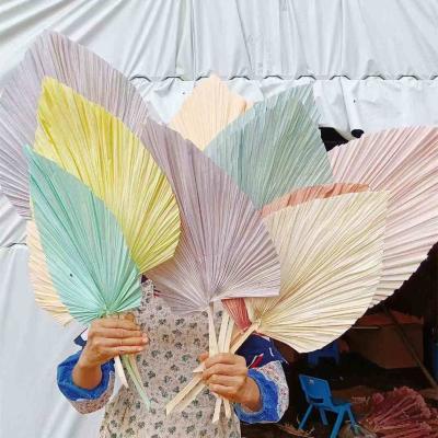 China L06543 Wedding Party Wedding Home Decorative Flower Preserved Foliage Stabilized Plants Colorful Dried Palm Leaves for sale