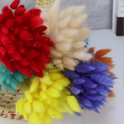 China D050817 Lagurus 50Pcs Durable Natural Dry Ovatus Dried Rabbit Tail Grass Flower For DIY Floral Arrangements Wedding Home Decor for sale