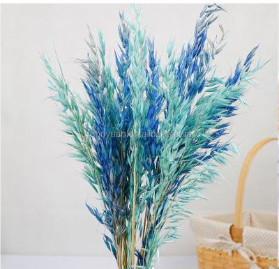 China decorative flowers & Braid 60cm Dried Oats Colored Preserved Oats SZ04149 Wholesale 25 Pcs Natural Dried Wheat Preserved Wheat Floral Decorative Flower for sale