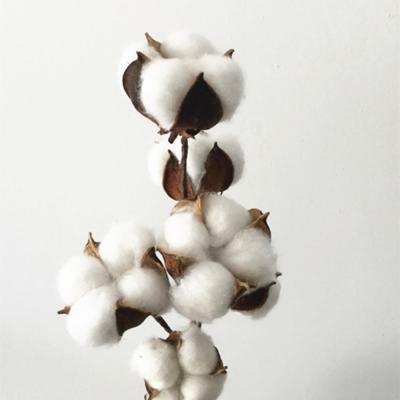 China decorative flowers & Braids Best Selling Really Natural Dried Cotton Branch Multi Color 10 Heads Dried Cotton Flower Bouquets SZ04132 for sale