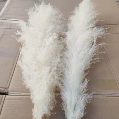 China Amazon Sale B0358 Large Natural Large Reed Pampas Grass Decorative Artificial Dry Flowers Pampas Grass White Fluffy Pampas Grass Decor for sale