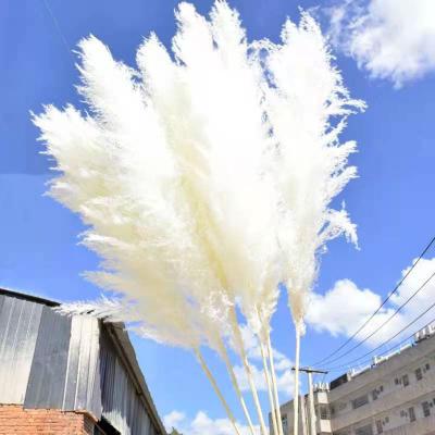 China Pampas Grass Amazon Sale Dried White Pampas Grass Large Warm Fluffy Natural Dry White Large Flowers Pampas Grass For Sale for sale