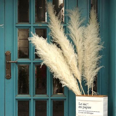 China High Quality Natural High Quality Dried Pampas Grass 1.5m Natural Backdrop Grass For Decoration for sale