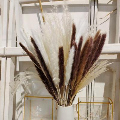 China SP003 Wedding Pampas Flower Bouquet Natural Hot Selling Dry Pampas Grass Amazon Small Prop Decoration Dried Fluffy Natural Mix Color for sale