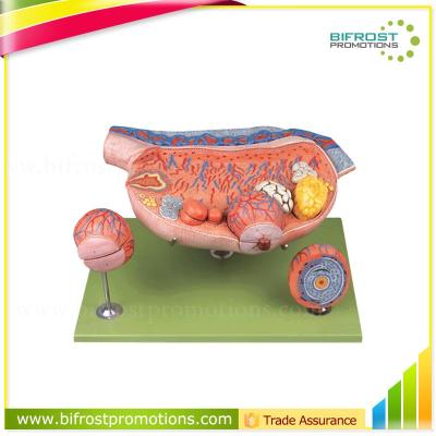 China Schools Ovary Human Body Anatomy Female Genital Organs Model for sale