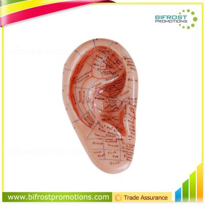 China Medical Faculty Acupuncture Biological Model 17cm Teaching Aids Ear for sale