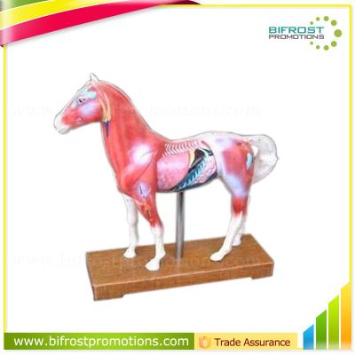 China Biology Acupuncture Animal Anatomical Horse Skeletal Model for sale