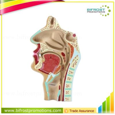 China Pharynx Human Body Anatomy Hospital Clinic University Mouth Nose Throat Teaching Model ENT Model for sale