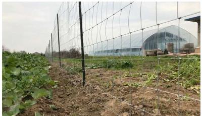 China Rinderzaun für Sport und Landwirtschaft: Elektroverzinkter Veldspan Gate Field Fence zu verkaufen