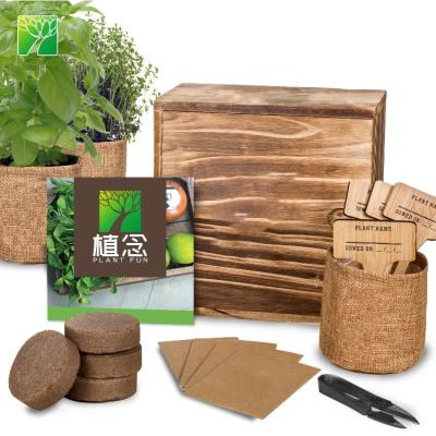 China From Sale Decor Hot Modern Non GMO Herb Plant Diy Natural Bonsai Herb Garden Starter Kit For for sale