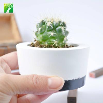 China Modern Hot Selling Live Plant Mini Cactus Plant Eco-friendly Natural Pot for sale