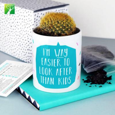 China Wholesale Home Indoor Gift Live Cactus Planter Pot Fresh Plant Modern Farmhouse Decoration Diy for sale