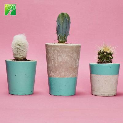 China Hot Sale Modern Cactus Ornament Plant Pot Three Turquoise Concrete Pot for sale