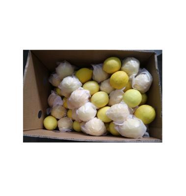 China Eureka Citrus Fresh Fruit Healthy Nutritious Fresh Lemon High Quality Fresh Citrus Fresh Healthy Nutritious for sale