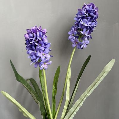 China Touch Wholesale 2 Real Natural Heads Hyacinthus Orientalis Bouquet Artificial Hyacinth For Festival Supplies Wedding Table Home Decor for sale