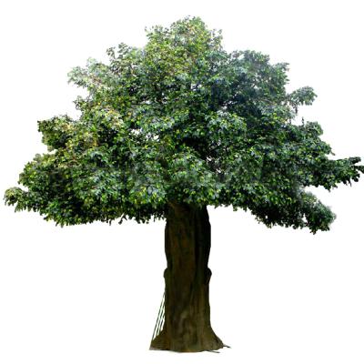 China Beautiful minimalist SJZJN evergreen money tree on sale, artificial money tree for indoor or outdoor decoration for sale