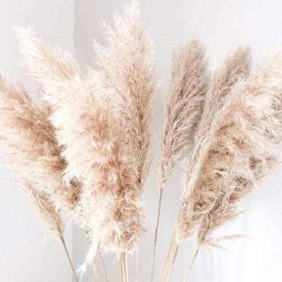 China Beautiful Wholesale Natural Dry Pampas Grass Flower Decorativefor Tall Preserved Wedding for sale