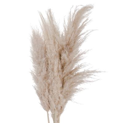 China Beige Natural Dry Artificial Pampas Grass Pampas Grass Large Pampas Grass Feather Dads Beautiful Decor Large Dry Pampasgraws Pompas for sale