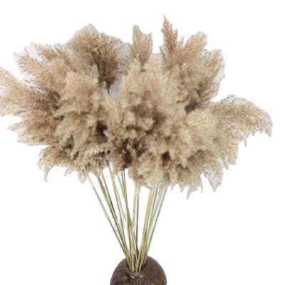 China Realistic Hot Sale Wedding Decorative Preserved Dry Natural Pampas Grass for sale