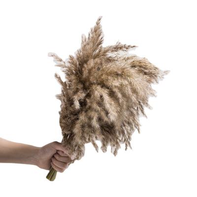 China Eco - Friendly Most Popular Large Size Natural Dried Flower Real Pampas Grass For Boho Decor for sale