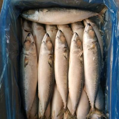 China The Whole Round Scomber 400-600gr/pc Landfrozen Pacific High Protein Frozen Mackerel Fish Japonicus for sale