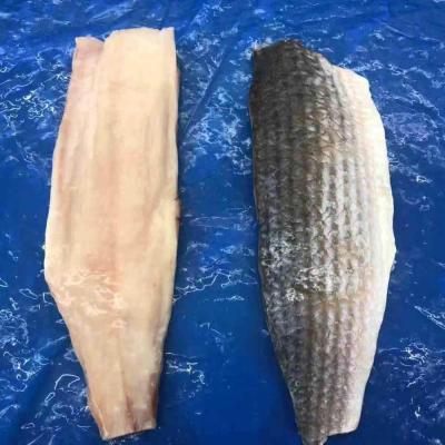 China FROZEN seafrozen gray mullet frozen fillet iqf for market for sale