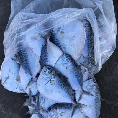 China The FROZEN whole round of seafrozen BQF frozen moonfish for market for sale