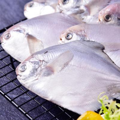 China The FROZEN whole round of seafrozen BQF frozen white damselfish for the market for sale