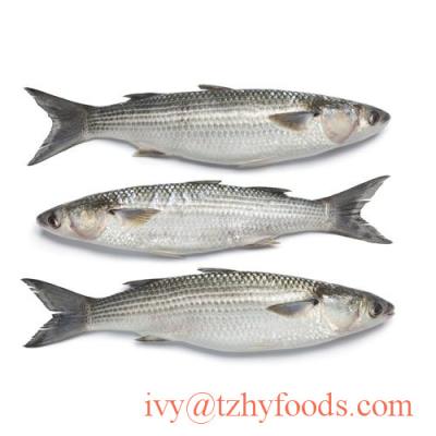 China Gray mullet getted/WR (frozen frozen mugil fish cephalus) on sale for sale