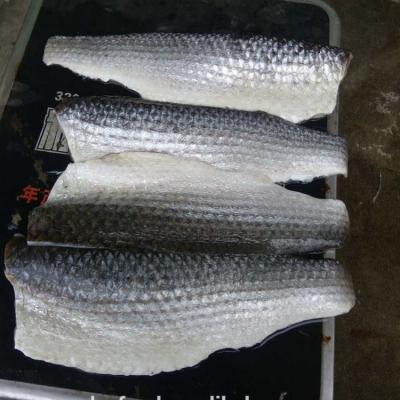 China Wholesale FROZEN Good Quality Fish Gray Mullet Fillet for sale